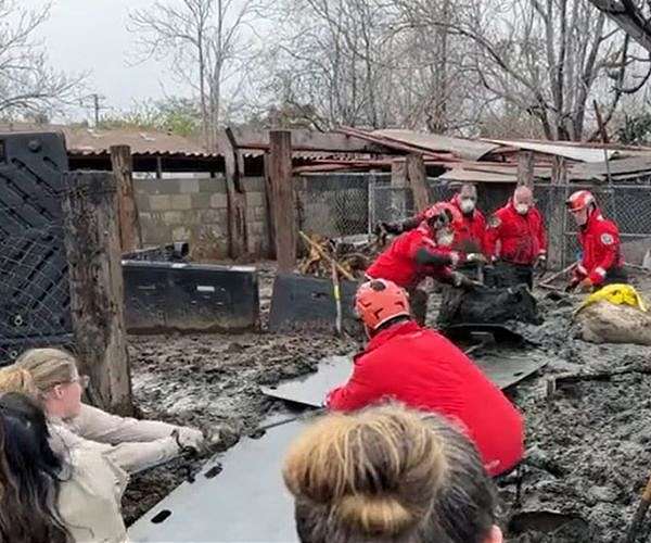 Moo-ving rescue: California firefighters pluck cows from mud