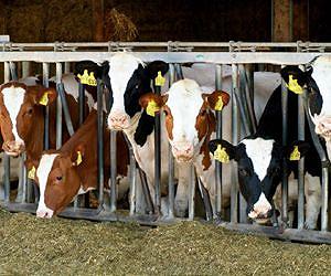 Improving climate protection in agriculture