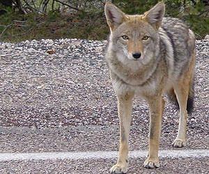 Ice Age coyotes were supersized compared to coyotes today