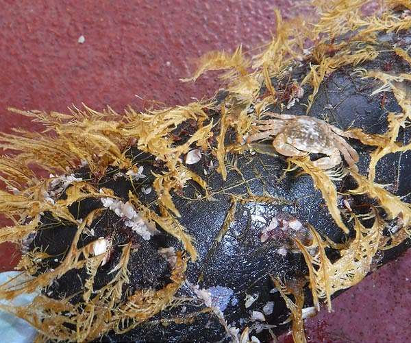 Shells to surfboards: how wildlife has adapted to plastic