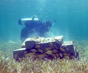 Fish have enormous nutrient impacts on marine ecosystems