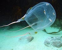 Aussie scientists find antidote for deadly box jellyfish sting