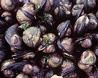 Sea Snails Break The Law
