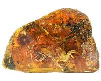 Amber fossils illuminate early antlion evolution