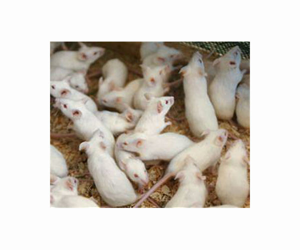 Freeze-dried mice: how a new technique could help conservation