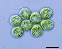Next-generation gene drive arrives