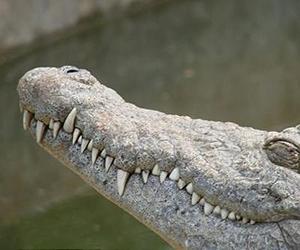 Autopsy carried out on giant Philippines crocodile