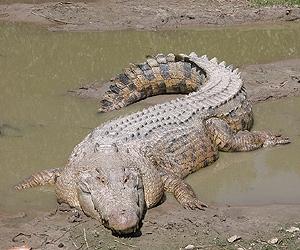 No place for crocodiles in Philippines: official