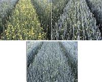 Crops can do their own weed control