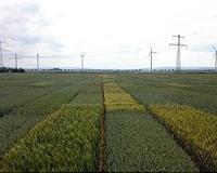 Review of studies finds genetically engineered crops are safe