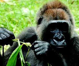 Camera trap video offers rare glimpse of world's rarest gorilla