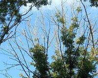 Invasive beetle pushing US ash trees to extinction: conservationists
