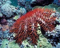 Coral-killing starfish turns out to be four species, not one