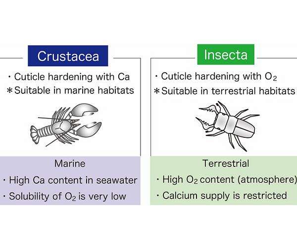 Why are there so few insects in the ocean?