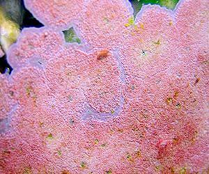 Key species of algae shows effects of climate change over time