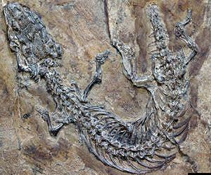 Lizard fossil provides missing link in debate over snake origins