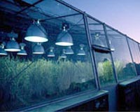 Biofuel And Crop Research Grows