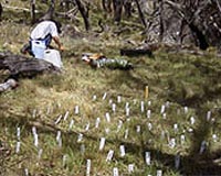 Weed Science Predators Consume Weed Species From Surface And Buried Seeds
