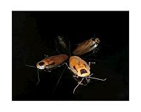 Like humans, lowly cockroach uses a GPS to get around, scientists find