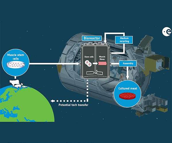 On the road to cultured meat for astronauts and Earthlings