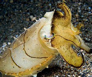 High definition polarization vision discovered in cuttlefish