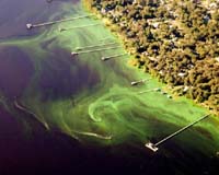 Mysterious Microbe Plays Important Role In Ocean Ecology