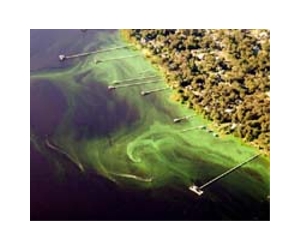 How Algae 'Enslavement' Threatens Freshwater Bodies