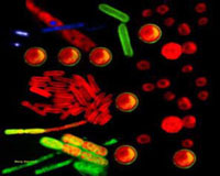 Viruses Keep Us Breathing
