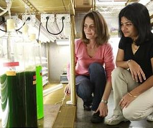 Champion Hydrogen-Producing Microbe