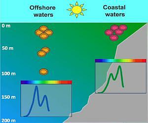 Process for chameleon-like changes in abundant phytoplankton uncovered
