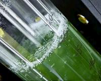 Microbes map path toward renewable energy future