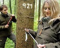 Global change: Trees continue to grow at a faster rate