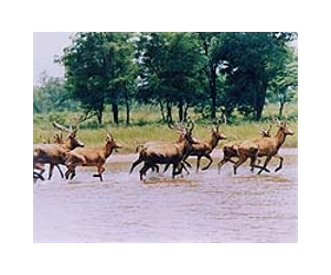 Wolf urine, lion's roar keep deer from Japan transport
