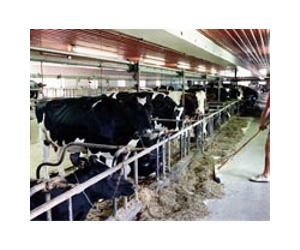 New Zealand dairy giant issues global botulism alert