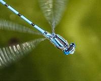 Damselflies are rapidly evolving in response to global warming