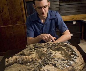 New ancient shark species gives insight into origin of great white