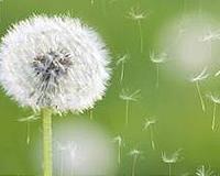 Dandelion seeds use a novel form of flight to get around