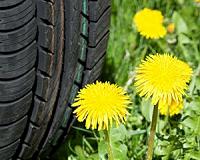 Rubber from dandelions