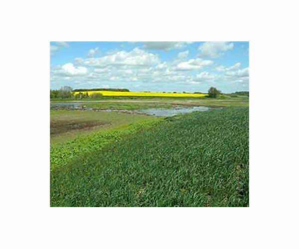 Biomethane Production on Peat Soils Leads to Higher CO2 Emissions than Natural Gas