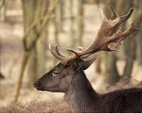 Rudolph's antlers inspire next generation of unbreakable materials