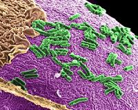 Living organisms find a critical balance