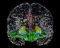 New microscopy method promises better picture of deep brain activity