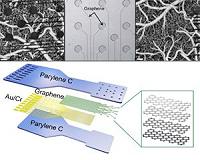 Graphene sensors provide insights into brain structure and function