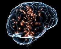 Optogenetics captures neuronal transmission in live mammalian brain