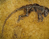 47-Million-year-old Fossil Could Shed Light On Primate Family Tree