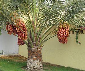 Saudi, China scientists decode date-palm tree DNA