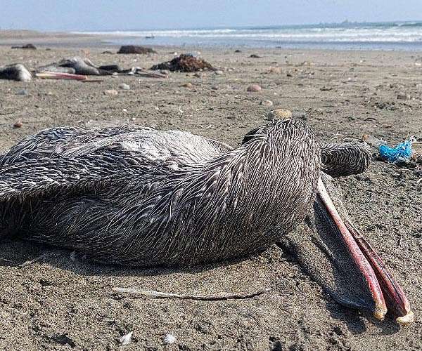 Bird flu fells nearly 9,000 marine creatures in Chile
