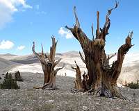 Earth's oldest trees in climate-induced race up the tree line