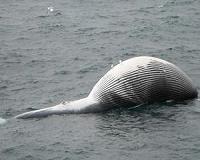 Alaska researcher investigates fin whale deaths
