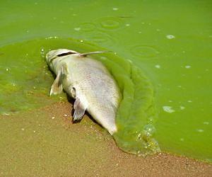 Extreme Algae Blooms: The New Normal?